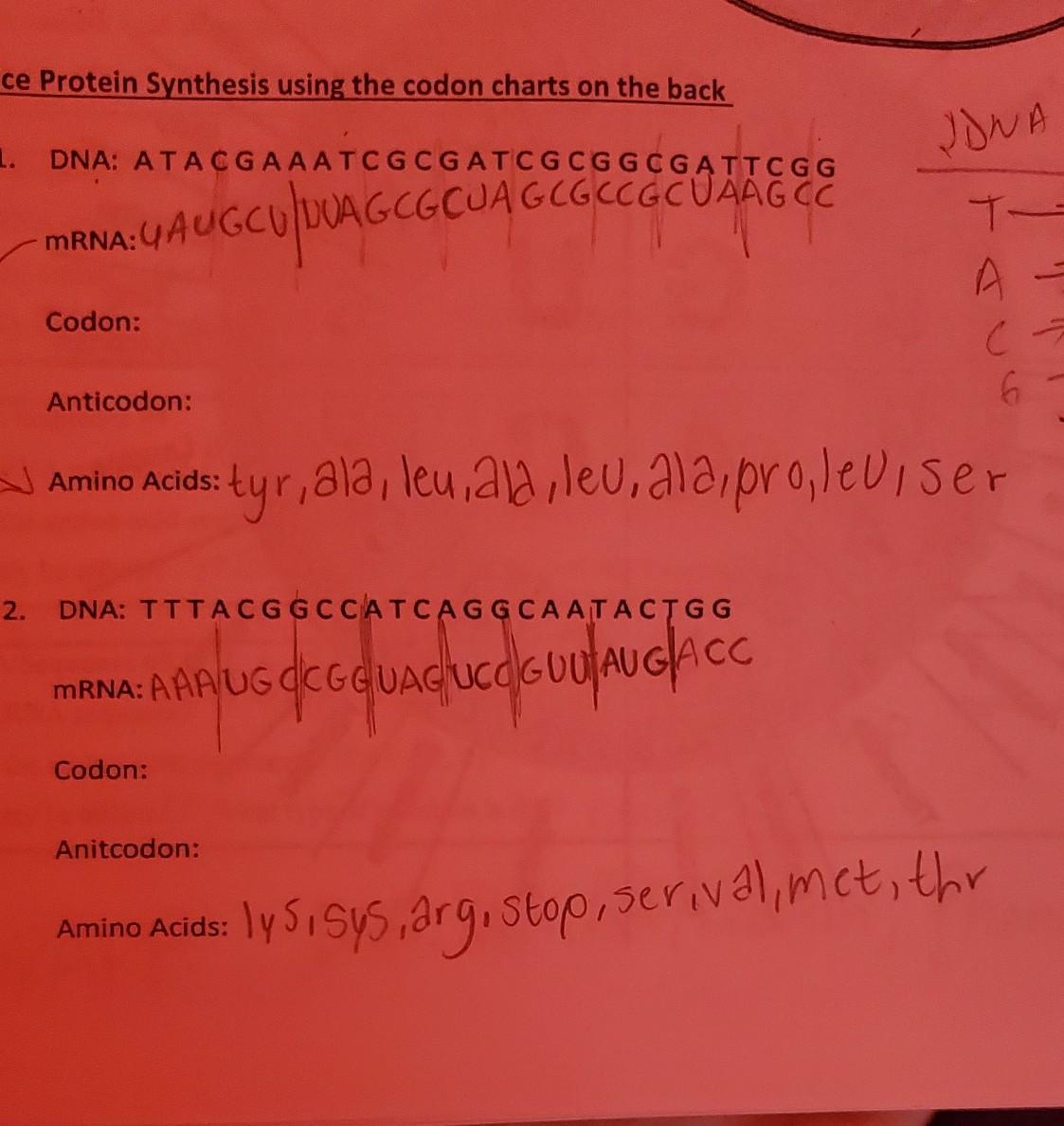 How Do I Find The Codon And Anti Codon? :)