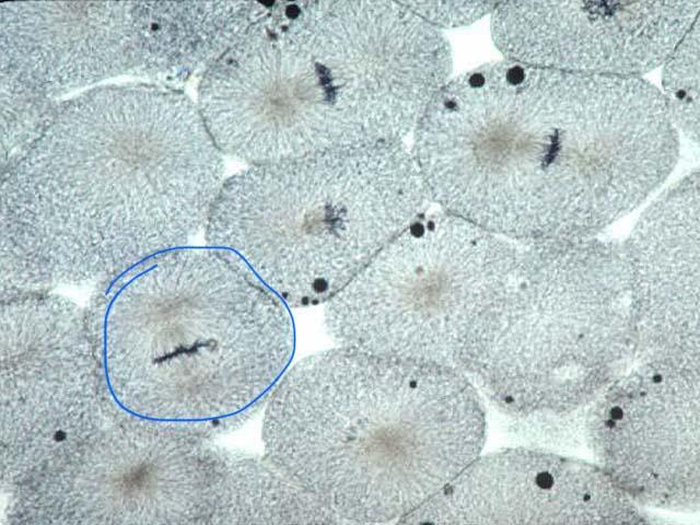 Award 80 Points!bWhat Stage Of Mitosis Is Indicated In The Picture Below: (Whitefish Blastula Slide)