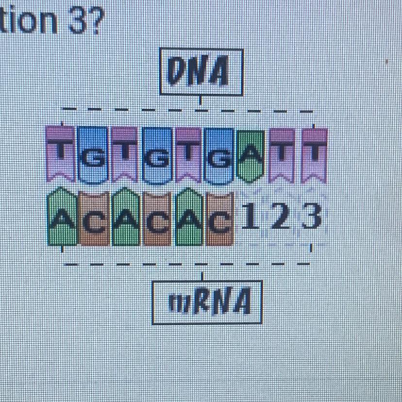 Need This Asap!!!The Diagram Below Shows Part Of The Process Of DNA Transcription. WhichmRNA Base Will