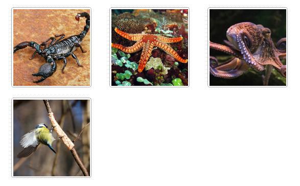 Put Each Of These Animals In One Of These Categories. Lacks Colored Bloodhas A Soft, Unsegmented Bodyis