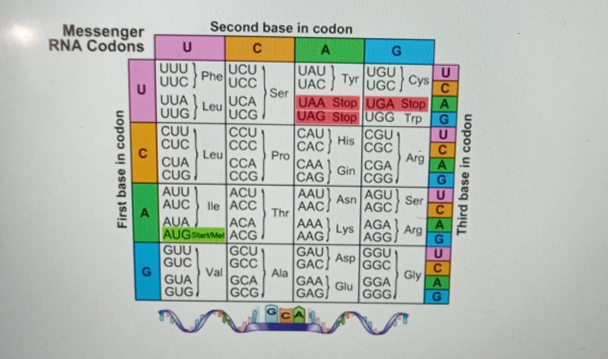 AUU GAU ACU GCA GC B) What Are The First Four Amino Acids Coded By This Sequence? Hint: Look Up The Amino