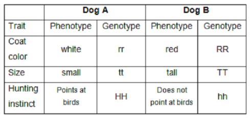 Using The Information In The Chart Above, Is Is Possible For These Two Dogs To Produce An Offspring That