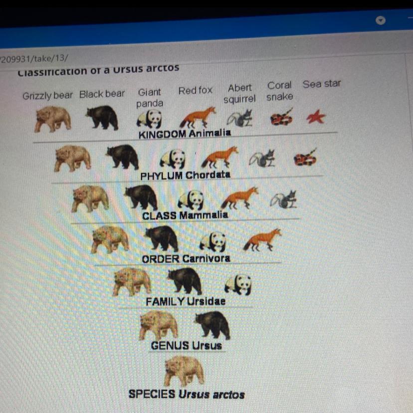 PLEASE HELPAnswer The Four Questions Based On The Diagram Below.1. Which Taxonomic Category Shown In