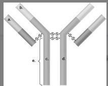 In The Figure, Which Areas Are Similar For All IgG Antibodies?A. A And BB. A And CC. B And CD. C And