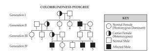 The Pedigree Below Shows The Occurrence Of Red-green Colorblindness In Four Generations Of A Family.