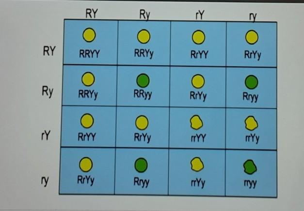 The Diagram Shown Represents A Dihybrid Cross Between Two Pea Plants Heterozygous For Both Seed Color