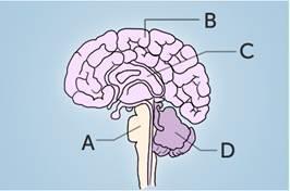 Pls Help Once I Finish This I Can Sleep!!!!Identify The Brain Stem In The Diagram Below. C A D B