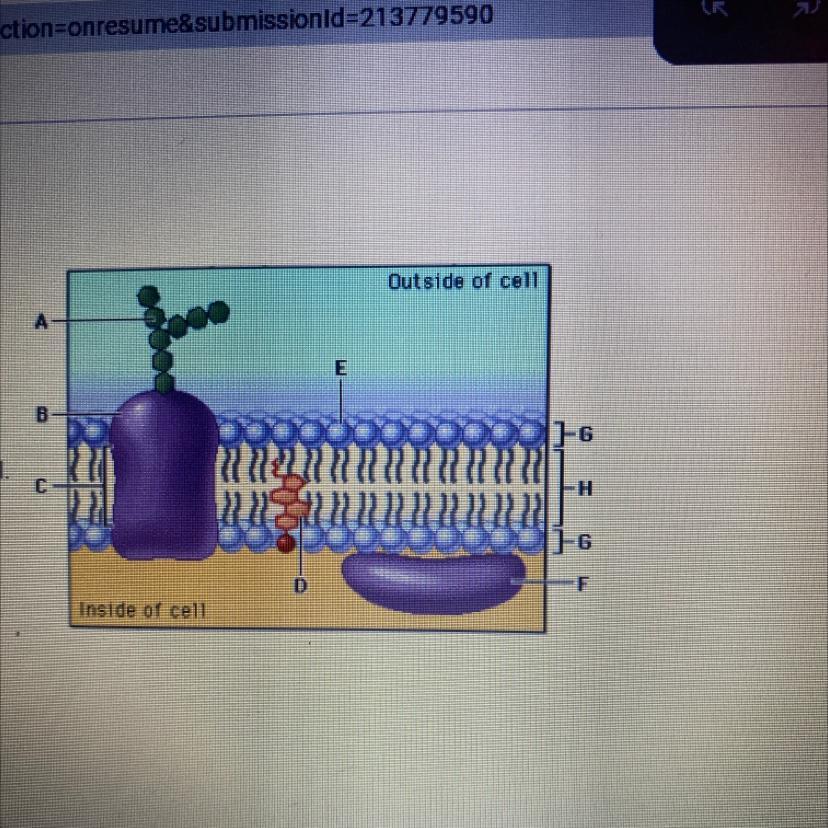 What Describes G And Why They Face The Watery Inside And Outside Of The Cell