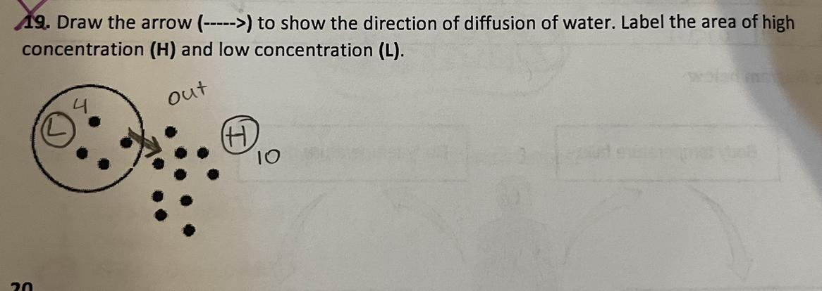 9. Draw The Arrow (----&gt;) To Show The Direction Of Diffusion Of Water. Label The Area Of Highconcentration