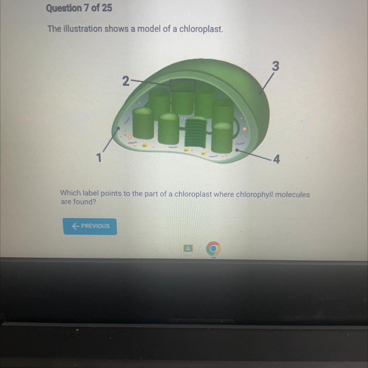 Which Label Points To The Part Of Chloroplast Where Chlorophyll Molecules Are Found?A. 1 B. 2C. 3D. 4