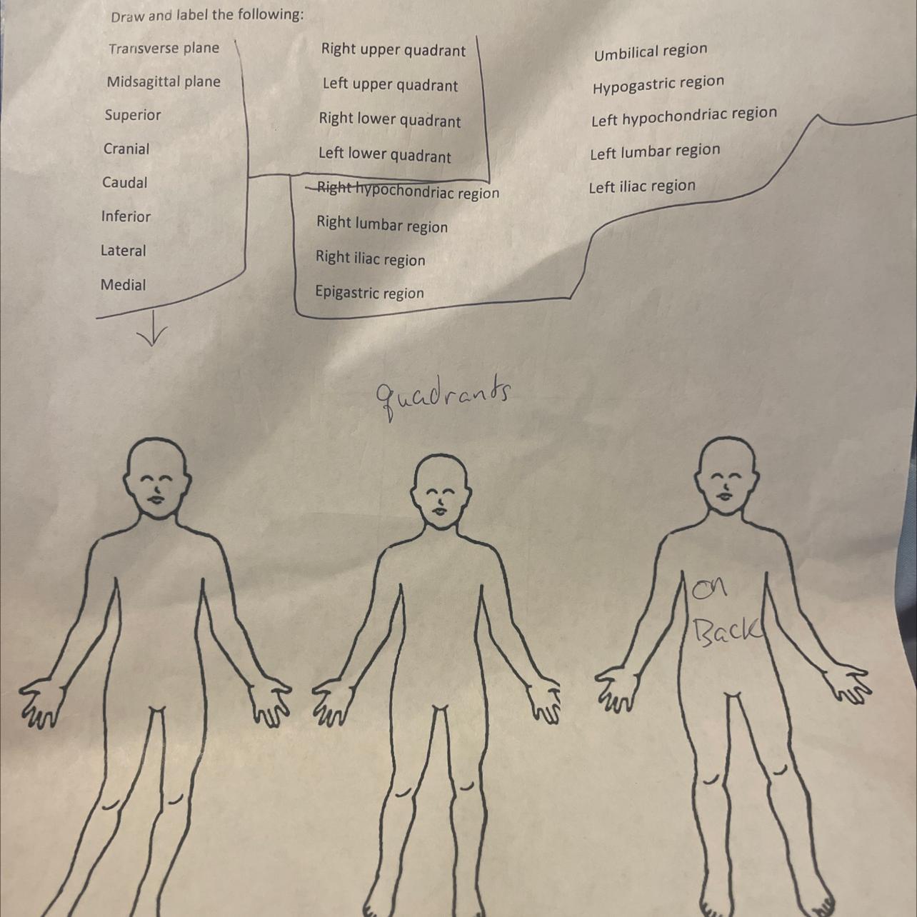 Body Planes, Directions, Quadrants And RegionsDraw And Label The Following:HELP ME PLEASE 