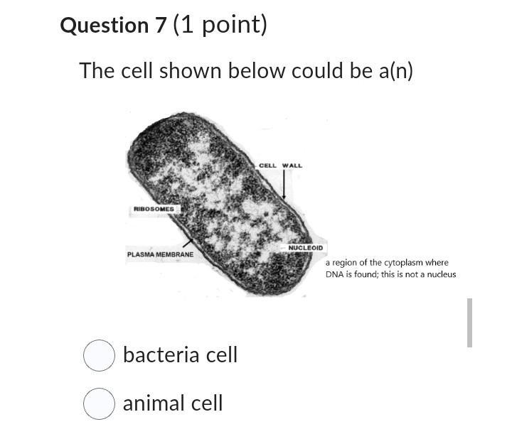 The Cell Shown Below Could Be A(n)