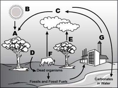 Look At The Following Diagram Of The Carbon Cycle. An Image Of Carbon Cycle Is Shown. The Sun, A Cloud,