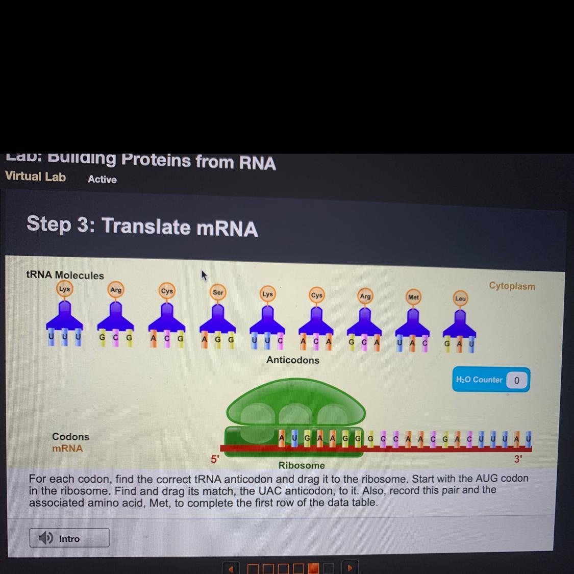 For Each Condon ,find The Correct TRNA