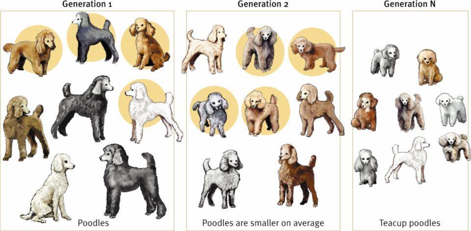 How Would Artificial Selection Influence Wolf Ancestors Developing Into What We Know As Our Household