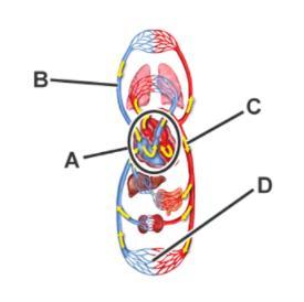 Identify The Function Of The Labeled Structures.A:B:C:D:Options--connects Arteries And Veins-Brings Blood