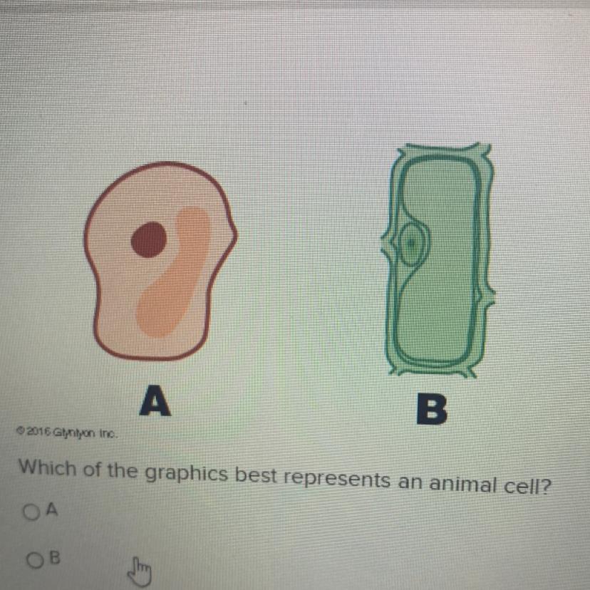 Which Of The Graphics Best Represents An Animal Cell?