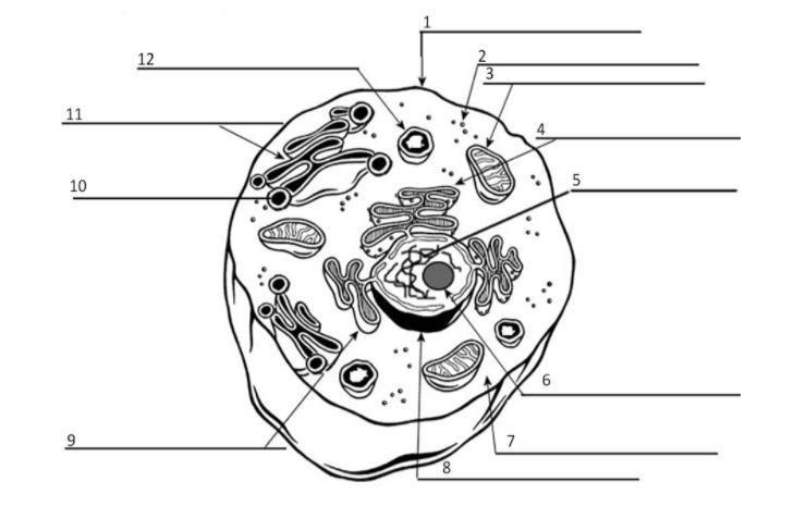 Help Me Identify The Parts Of This Cell: