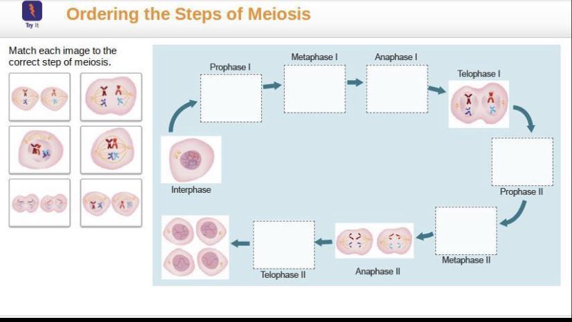 PLSSS HELP Match Each Image To Thecorrect Step Of Meiosis. PLS HELP