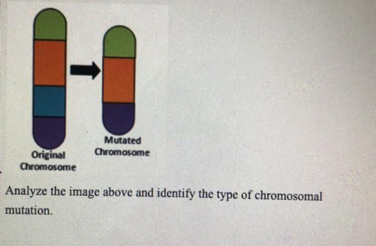 A.Duplicate B. DeletionC. Non-disjunction D. Transportation 