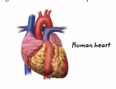 How Does This Level Of Organization Relate To Cells? To Organ Systems?