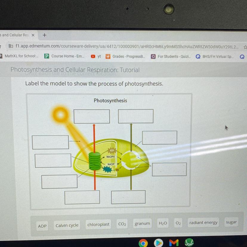 I Need Help With This,its For Biology 