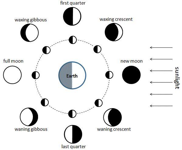 Look At The Diagram Of The Lunar Phases. In The Space Below, Explain Why There Are Lunar Phases.o Must