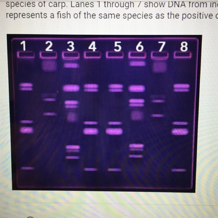 The Picture Below Shows A Stained Gel. The Gel Was Made Using DNAsamples Obtained From Individual Fish.