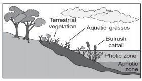 The Diagram Illustrates Plants And Two Different Zones Of A Deep Lake.In The Upper Part Of The Photic