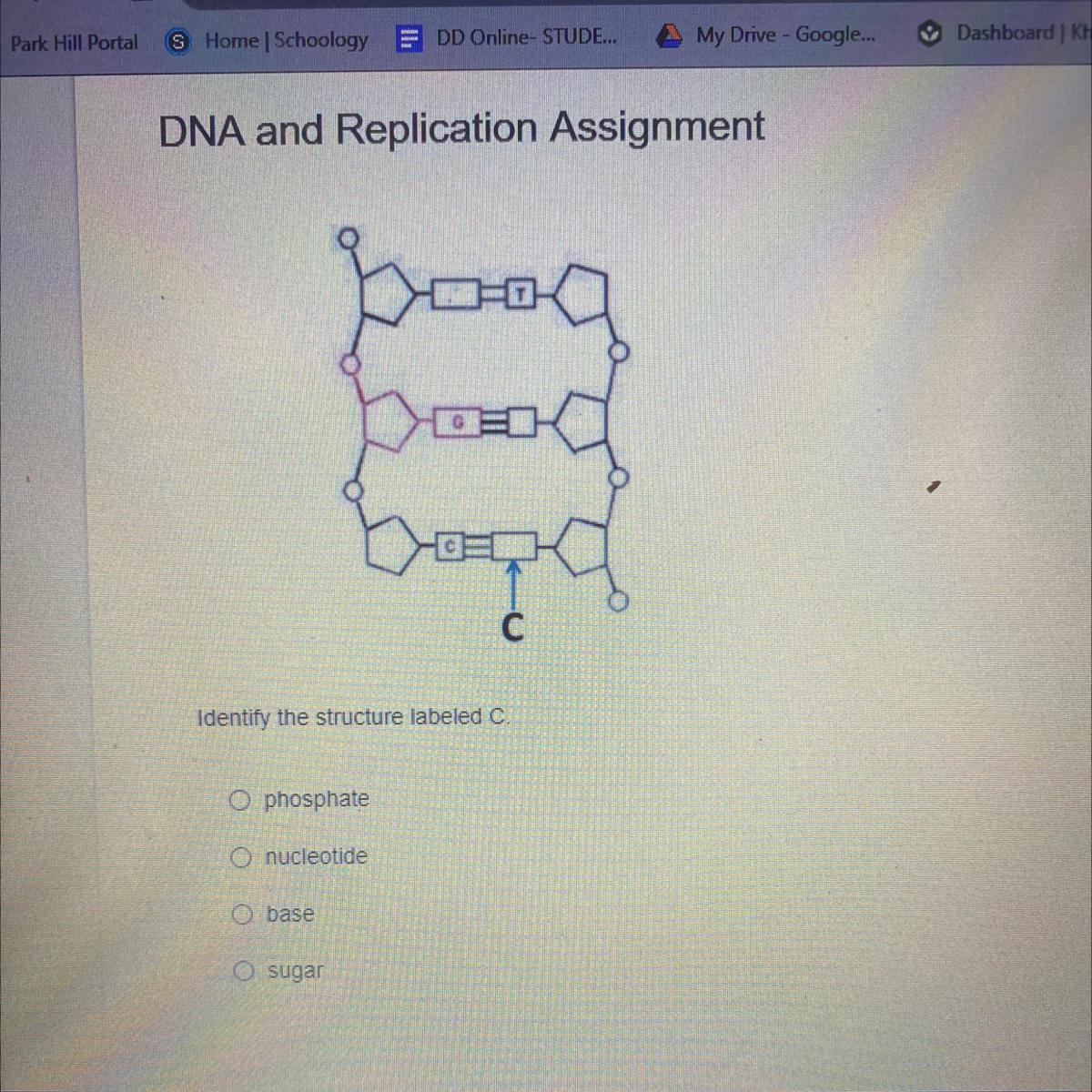 Identify The Structure Labeled CA. Phosphate B. Nucleotide C. BaseD. Sugar