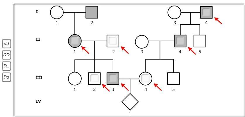 Pedigree 2 From Part A Is Shown Below. Recall That This Pedigree Shows The Inheritance Of A Rare, Autosomal