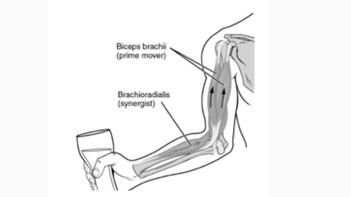 The Model Below Shows A Part Of A Human Body's Muscular System.Muscles Are Organs That Make Movement