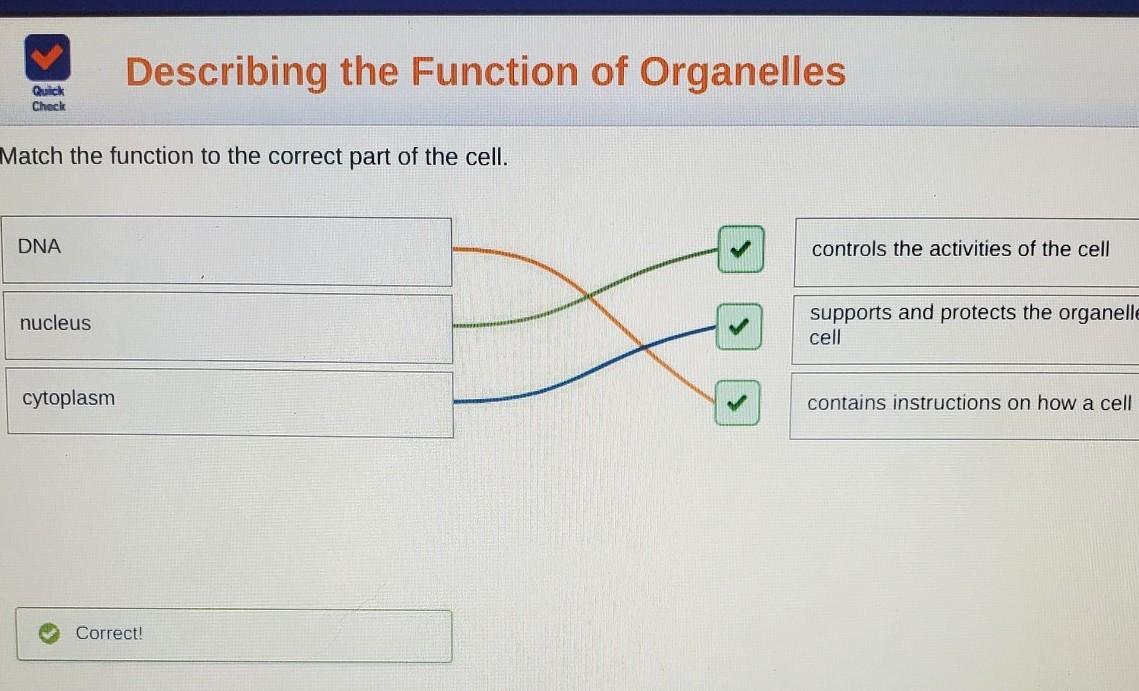 Check Check Match The Function To The Correct Part Of The Cell. DNA Controls The Activities Of The Cell