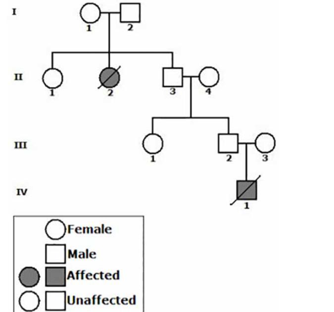 28 The Pedigree Below Shows The Inheritance Pattern Of A Genetic Disease Caused By Homozygous Recessive