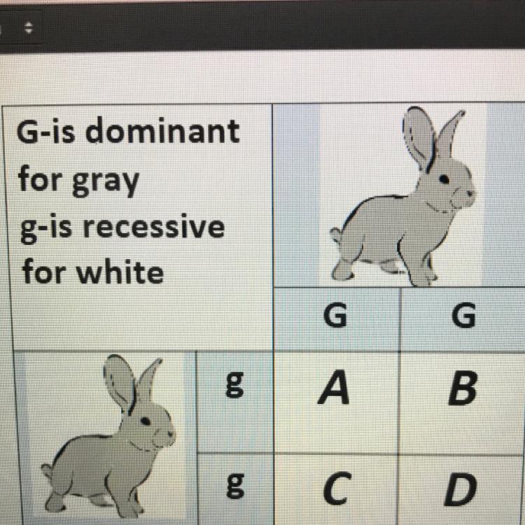 What Is The Percent Of Heterozygous Rabbits