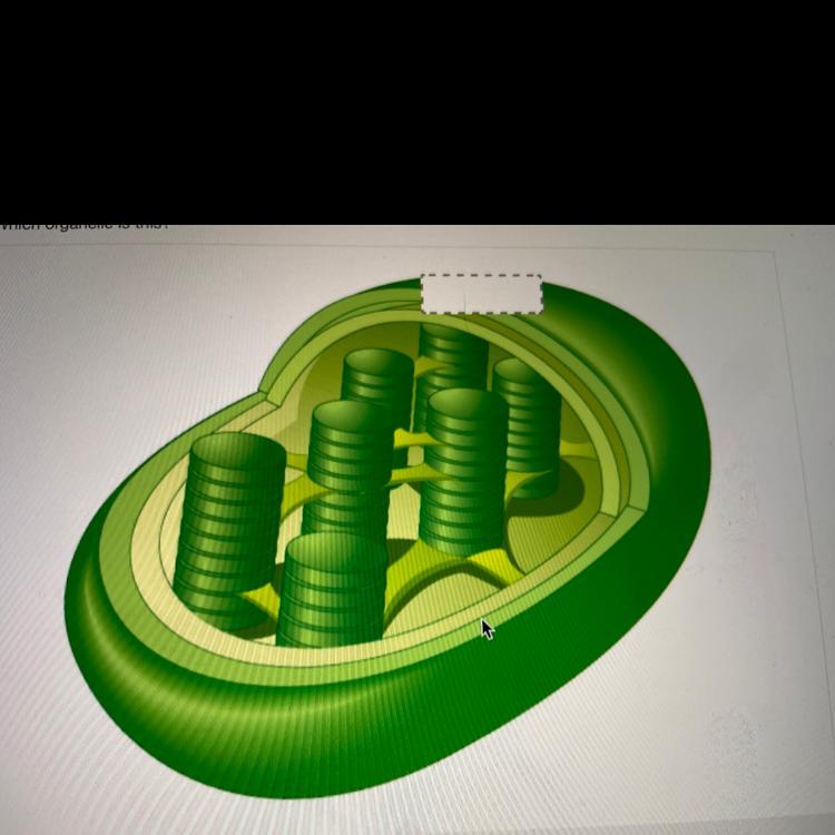 Which Organelle Is This?