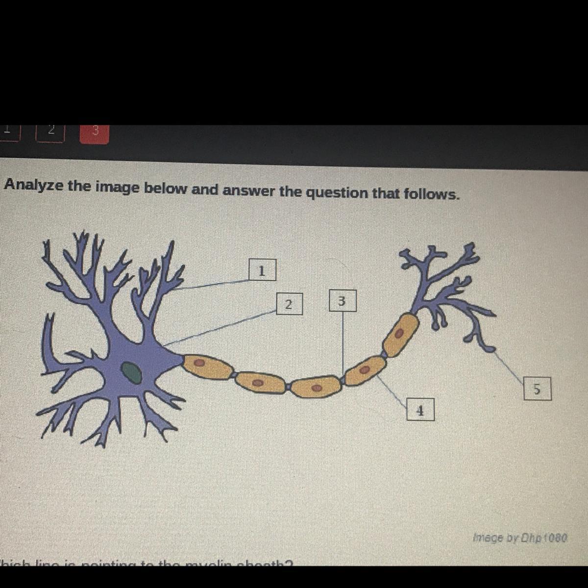 Which Line Points To The Myelin Sheath?