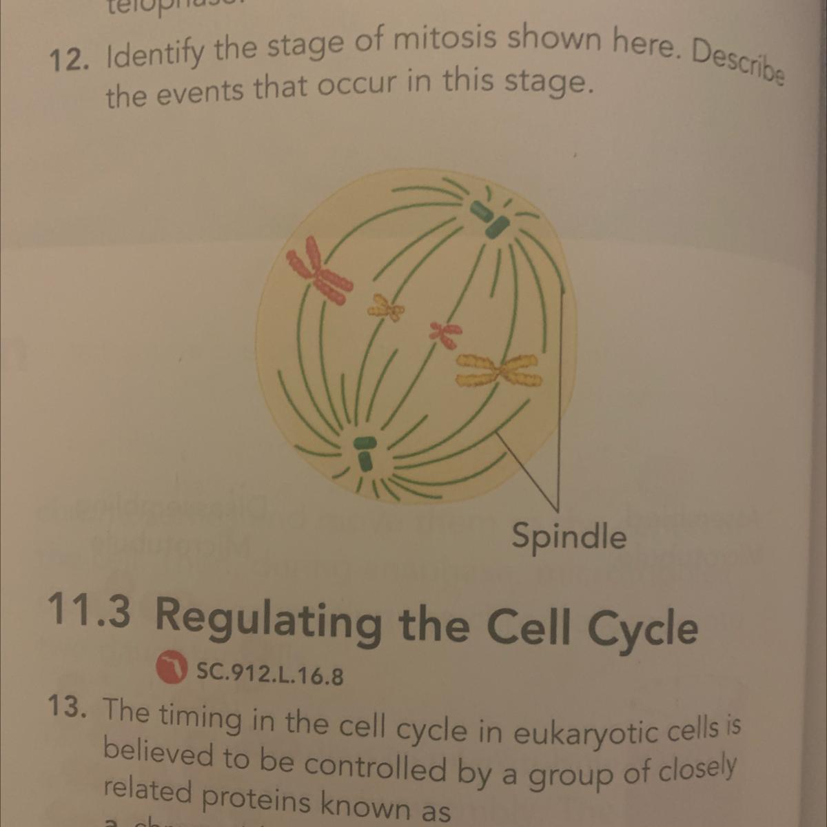 12. Identify The Stage Of Mitosis Shown Here. Describethe Events That Occur In This Stage.SpindleJUST
