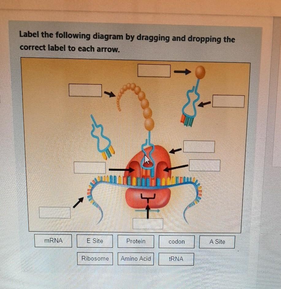 Can Samone Help Me Fill This Diagram 