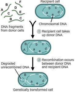 What Process Is Depicted In The Following Image? Conjugation Transformation Binary Fission Transduction