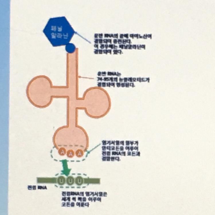 I WILL GIVE BRAINLIEST PLS HELPWhich Type Of RNA Is Shown In Orange, Carrying An Amino Acid?A. Messenger