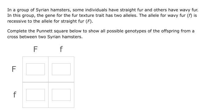 In A Group Of Syrian Hamsters, Some Individuals Have Straight Fur And Others Have Wavy Fur. In This Group,