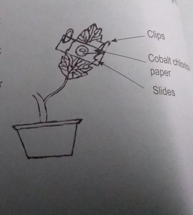 C. After About Half An Hour, Whatchange, If Any, Wouldyouexpect To Find In The Cobaltchloride Paper Placed