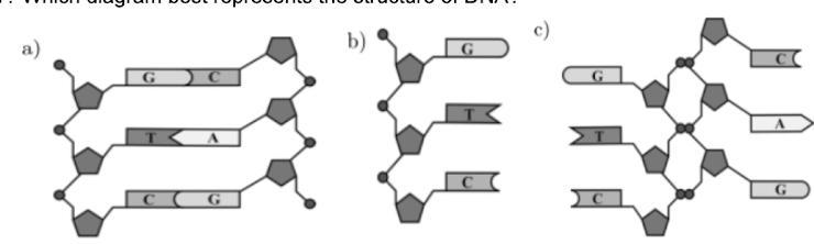 Which Diagram Best Represents The Structure Of DNA? A)b)c)