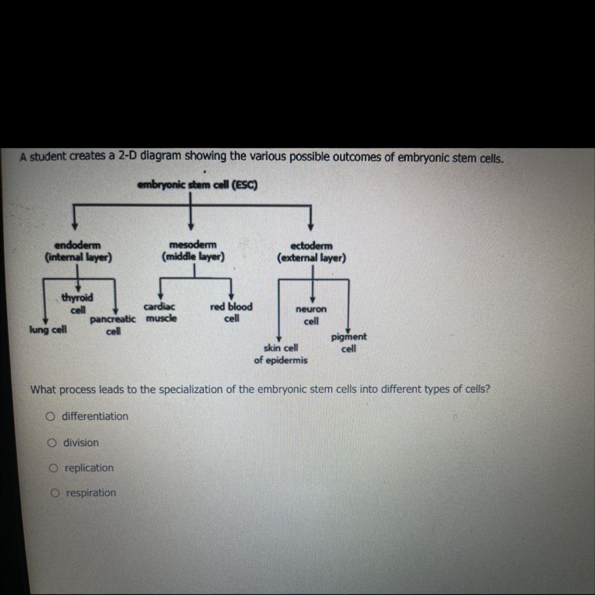 What Process Leads To The Specialization Of The Embryonic Stem Cells Into Different Types Of Cells?O