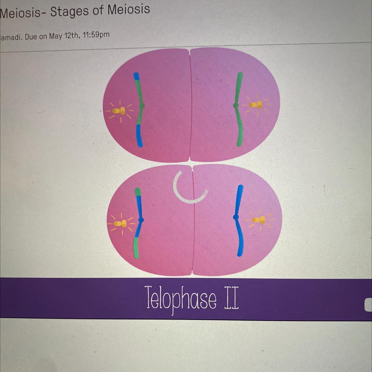 Is Anaphase II Similar To Anaphase In Mitosis?A. YesB. No