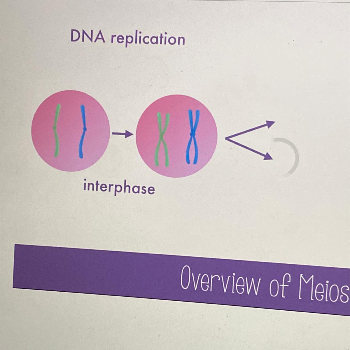 During Which Phase Does DNA Replication Occur?A. MetaphaseB. AnaphaseC. ProphaseD. Interphase