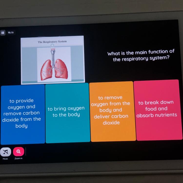 What Is The Main Function Ofthe Respiratory System?