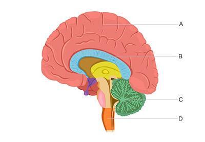 Which Of The Following Correctly Identifies Letter C On The Diagram Below? Cerebellum Corpus Collosum